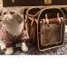 14Louis Vuitton pet bag #A38975